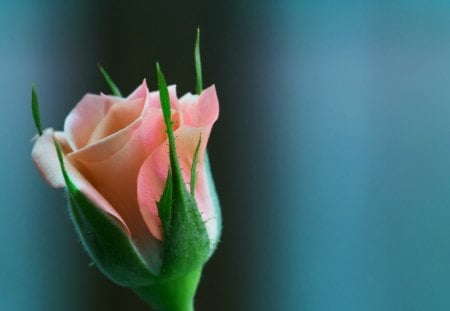 Rose bud - blooms, delicate, tenderness, beautiful, bud, beauty, lovely, flower, petals, nature