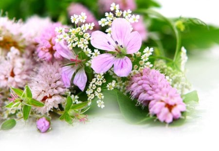 Lovely flowers - flower, delicate, beauty, beautiful, petals, tenderness, lovely, blooms, nature