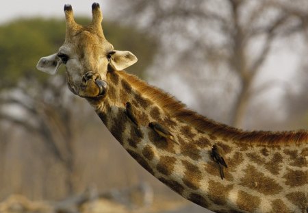 *** Giraffe and her friends *** - friends, animals, giraffes, birds