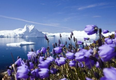 Winter blooms - flower, delicate, beauty, beautiful, petals, tenderness, lovely, blooms, ice, nature, mountain