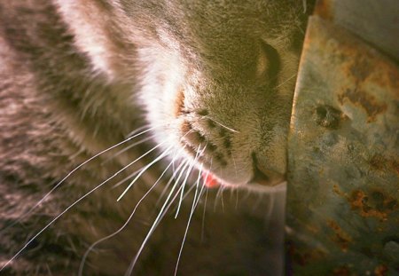 A difficult day - pretty, cat face, blue, cat eyes, eyes, kitten, cats, face, blue eyes, beautiful, beauty, lovely, love, sweet, cat, cute, adorable, animals, kitty