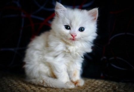 Cat - pretty, cat face, blue, cat eyes, eyes, kitten, cats, face, blue eyes, beautiful, beauty, lovely, love, sweet, cat, cute, adorable, animals, kitty