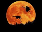 taking flight in a full moon....