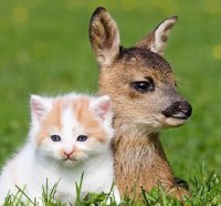 kitty and fawn