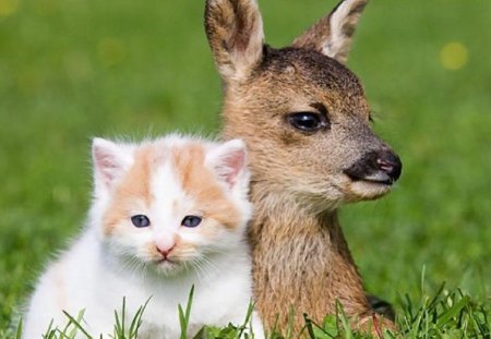 kitty and fawn - pets, backyard, fawn, cat, animals, kitty