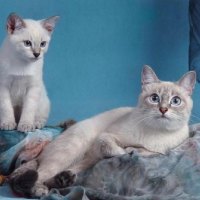 cat and kitty