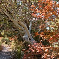 trees in autumn