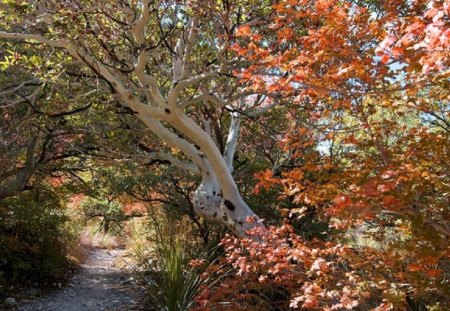 trees in autumn - fall leaves, trees, nature, autumn