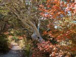 trees in autumn