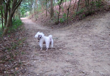 Come on - smart, dog, climbing mountain, tree