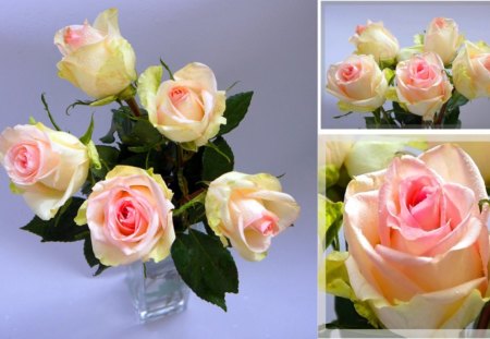 Gorgeous pink roses for my friends here on DN ! - flowers, roses, nature, gorgeous, friends, friendship, pink