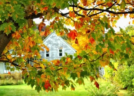 Colorfully framed cottage - nice, cottage, autumn, peaceful, countryside, greenery, colorful, foliage, fall, calmness, green, house, tree, grass, frame, branches, falling, summer, lovely, serenity, country, nature, bright, village, forest, beautiful, leaves, cabin