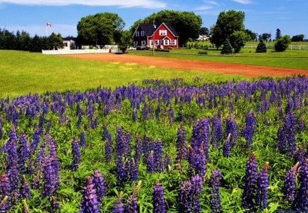 Lupines meadow - pretty, summer, blue, cabin, grass, meadow, path, countryside, field, nice, cottage, sky, clouds, house, greenery, lovely, lupines, village, harmony, nature, delight