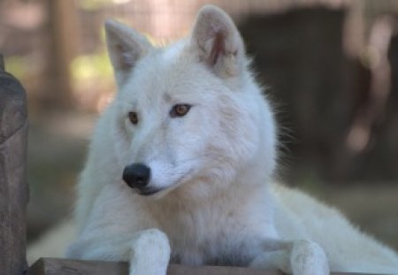 ARCTIC WOLVE - vienna, white, wolf, wolve