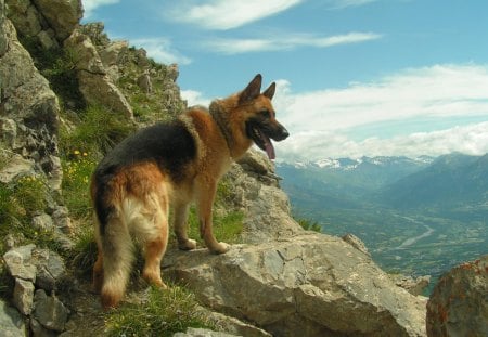 female german shepherd - protection, war, dog, german shepherd