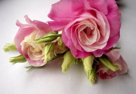 * Pink softness * - flowers, roses, beautiful roses, tenderness, soft, petals, pink