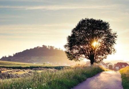 Backlit tree - tree, sunset, landscape, sun