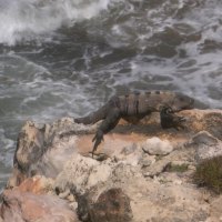 Iguana on Isla Mujeres