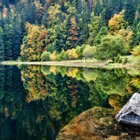 trees on a lake