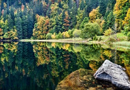 trees on a lake - lakes, trees, nature, outdoors