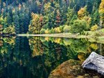 trees on a lake