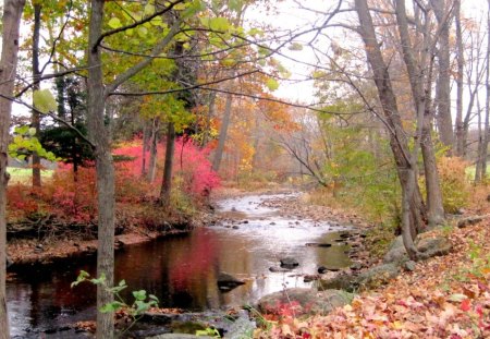 Autumn Stream - fall, autumn, river, peaceful, colorful