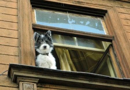 HOW MUCH IS THE DOGGY... - windows, houses, puppy, dogs, ledge, pets