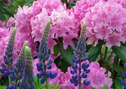 GARDEN OF DREAMS - blues, veronica, blooms, pinks, flowers, gardens