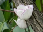 WHITE TULIPS