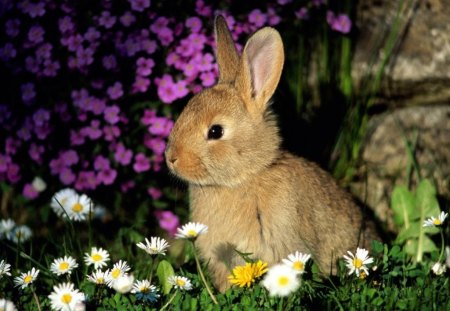 BONNY BUNNY - flowers, pets, rabbits, rodents, gardens, bunnies, animals