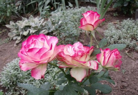 JUBILEE PRINCE OF MONACO - roses, pink, blooms, gardens, flowers