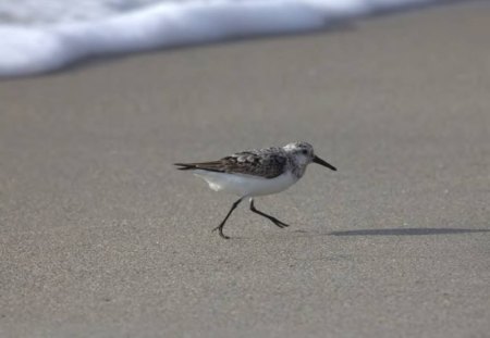 The Pied Sandpiper - bird, animal, sandpiper, beach