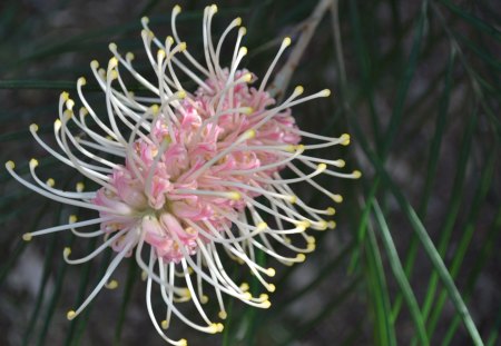 Grevillea - nature, pretty, grevillea, flower