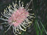 Grevillea