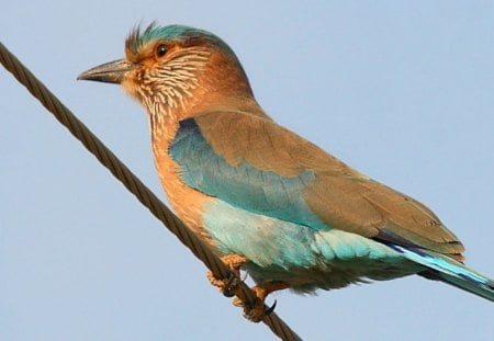 Indian Roller - brown, bird, blue, beautiful