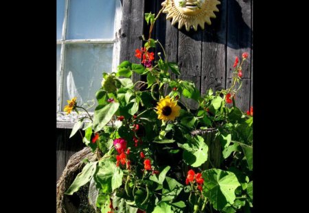 The Last of Summer's Flowers - climbing flowers, yellow, gardens, sunshine, petite sunflowers, flowers, magenta, red, morning glories, scarlet runners, september