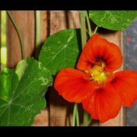 Nasturtium Hiding