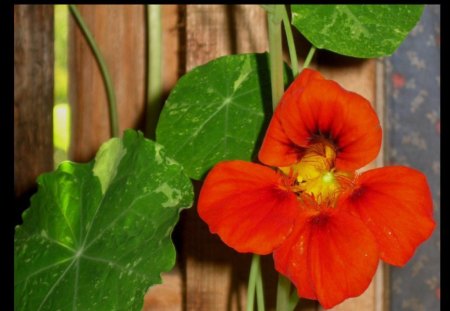 Nasturtium Hiding - orangeflower, september garden, climbing nasturtium, autumn flowers, flower, nasturtium, vivid orange flower