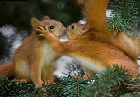 Love is... - hug, fir tree, animals, colorful, live, brown, romance, tree, love, two, timeless, kiss, forest, beautiful, splendor, friends, squirrels, eichhorn