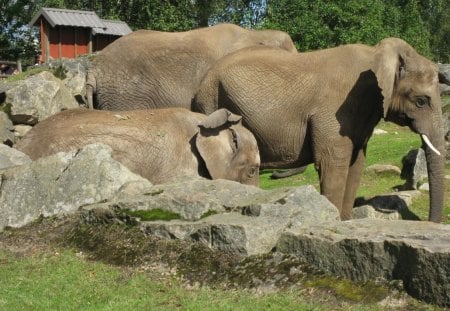 *** Elephants *** - wybieg, sloni, stado, kamienie