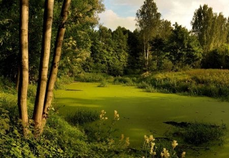 *** Lake in the Forest *** - drzewa, las, krzaki, jeziorko, niebo