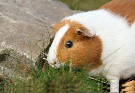 *** Guinea Pig *** - pig, graas, animals, guinea