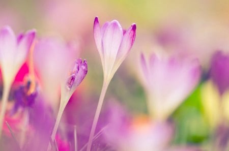 BEAUTIFUL PINK - nature, hot, nice, forest, cool, flower, wallpaper