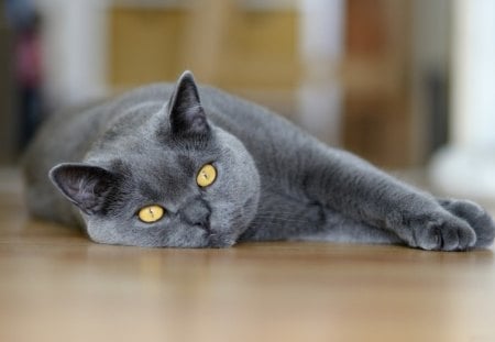 *** Beautiful Lazy Cat ***