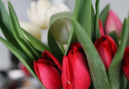 Freshness and delicacyâ™¥ - delicacy, red, tulips, beautiful, spring, sweet, bouquet, love, forever, fresh, white, green