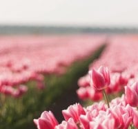 Tulips Field