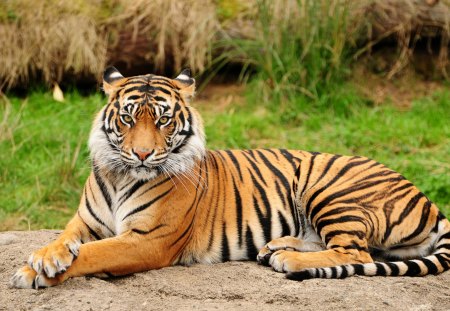 Tiger Sitting Majestic - nature, beautiful, bengal tiger, cats, grass, sitting, tiger, animals