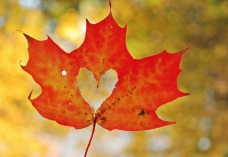 Leaf   â™¥ - love, autumn, heart, leave, leaf, nature, hearts, yellow, red, orange