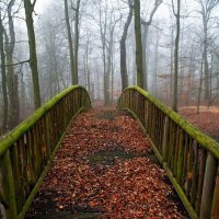 Autumn bridge