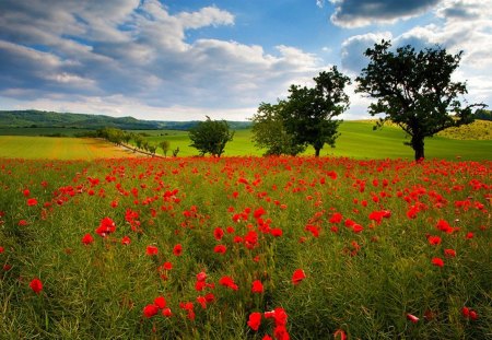 Poppies - red, beauty, flowers, sun, blue, sky, poppies, clouds, field, nature, sunshine, green